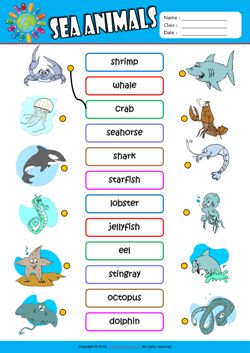 Flashcards de animales marinos en inglés