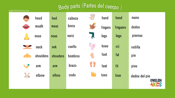 Partes del cuerpo en inglés para niños